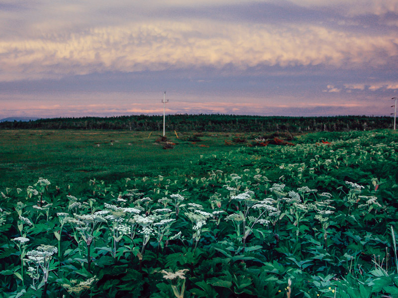 Photo of a sunset over flowers in picturesque Gros Morne National Park in Newfoundland, Canada