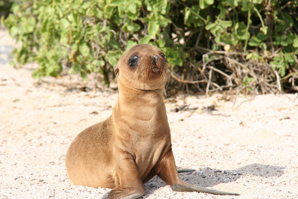 Galapagos Islands Seal