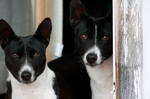 My Basenjis: Hallee & her dad Jet