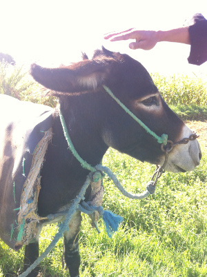 Morocco farms