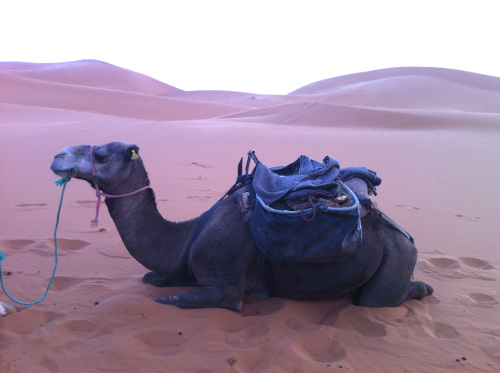 Camel Sahara Desert