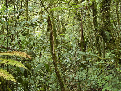 Forest_on_Gunung_Batu_Brinchang,_Malaysia