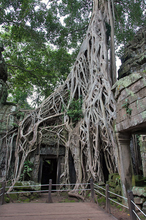 Ta Phrom’s famous doorway, restricted to preserve its structure, and the safety of travellers