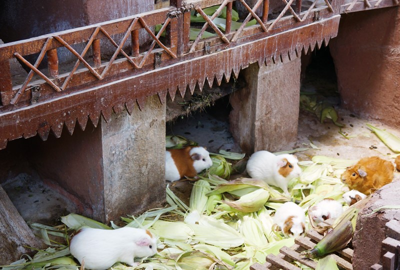 guinea pigs in peru