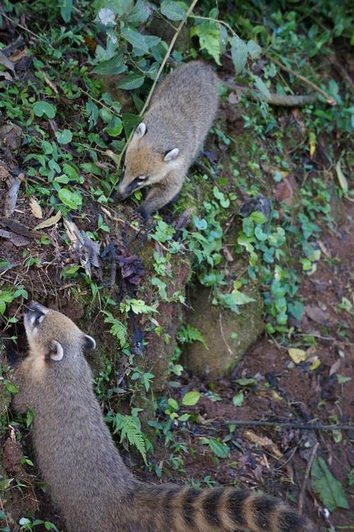 Coatis near Iguazu Falls, Brazil