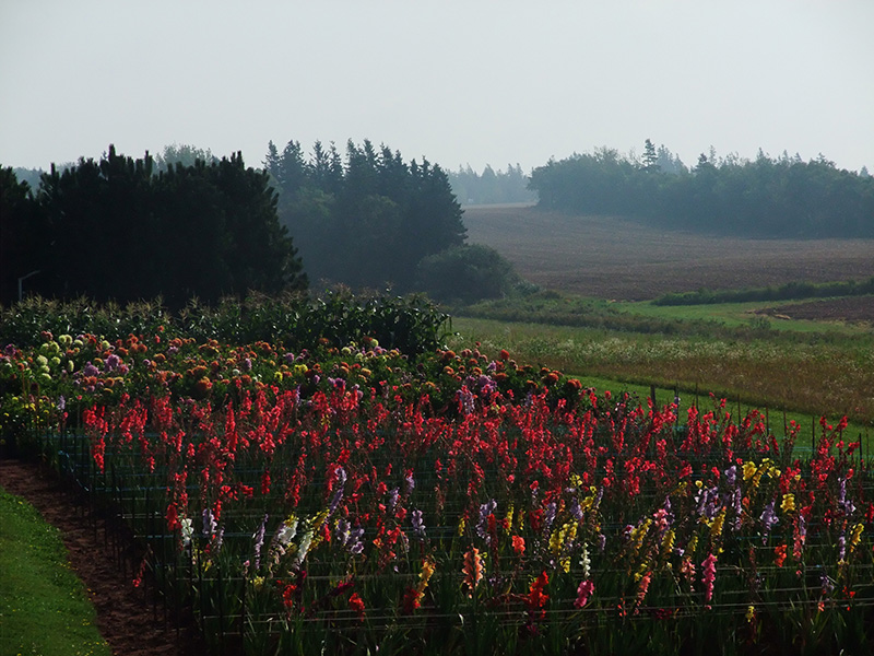 A field of lupins in Prince Edward Island, Canada