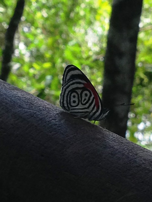 Le Diaethria anna, papillon 88 ou « ocho ocho », se laisse volontiers observer près des chutes.