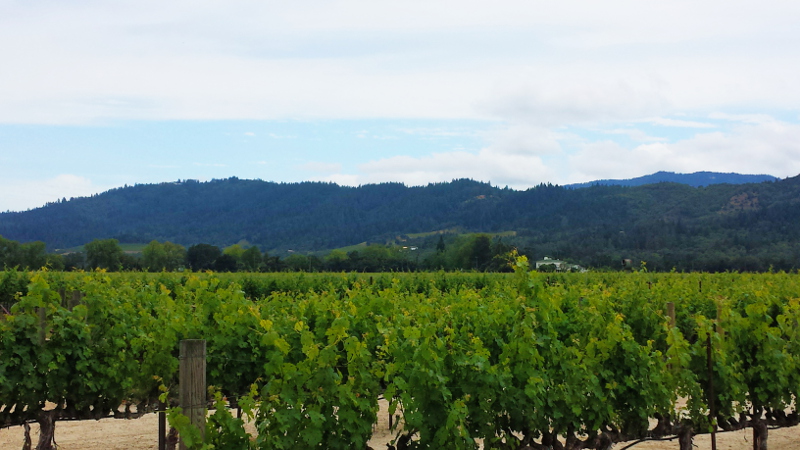 vineyards which surround the Robert Mondavi winery