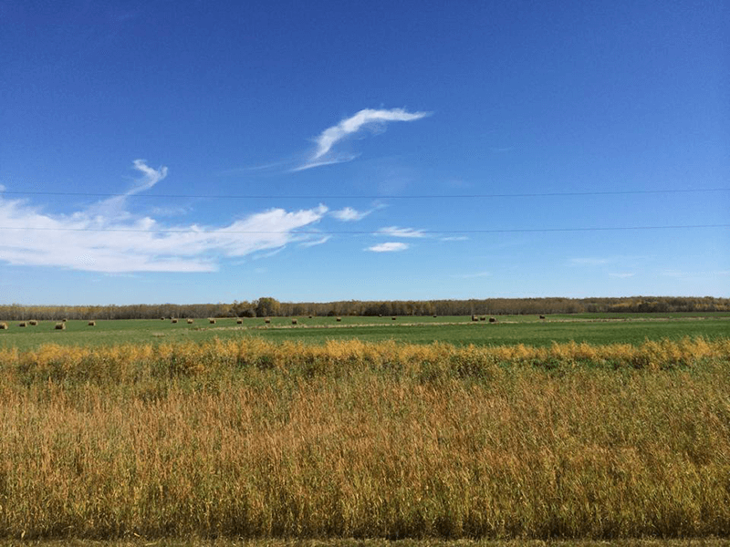 Les photos de la planéité des champs de blé du Manitoba sont une merveille même pour les voyageurs expérimentés. 