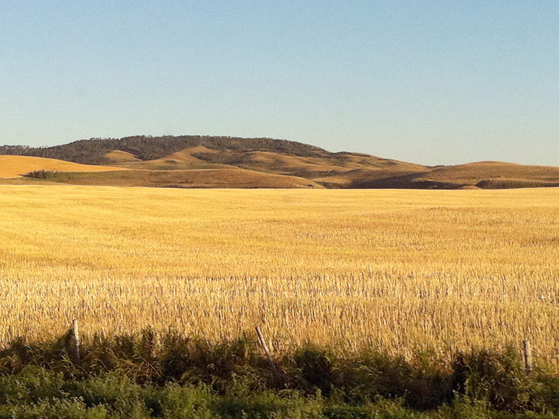 Champ de blé en Saskatchewan.