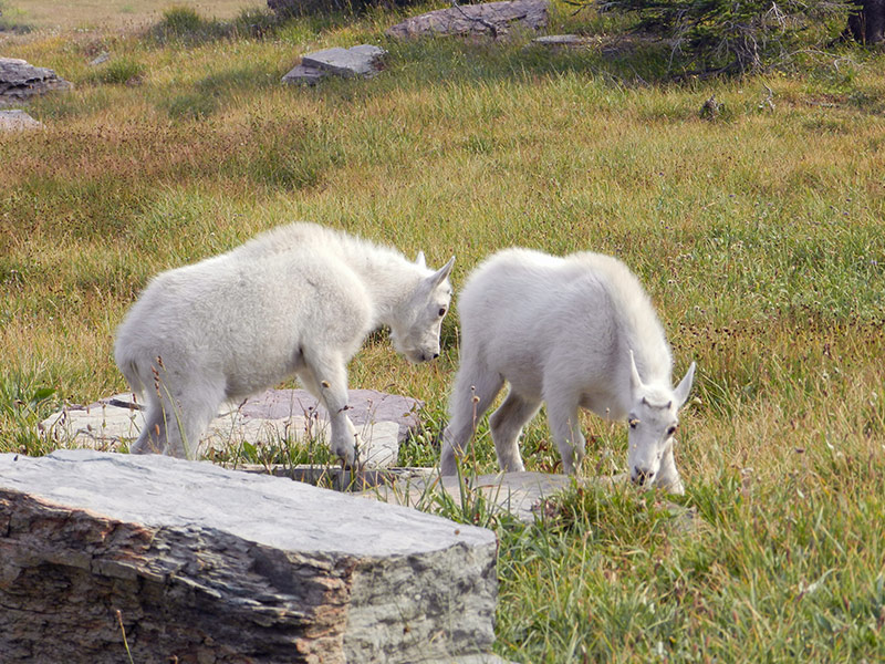 Two mountain goats in Glacier National Park, Montana.