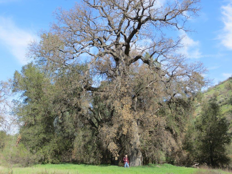 800-year-old oak tree in Pinnacles National Park, California.