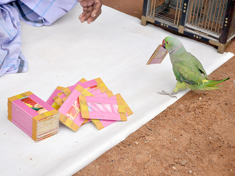 a fortune telling bird at Varaha Mandapam in Mamallapuram, Southern India