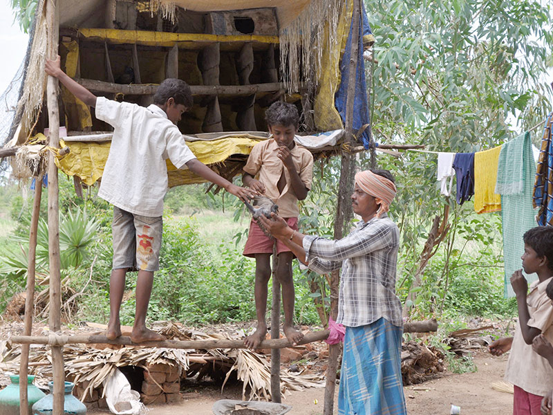 Un endroit pour élever des pigeons en Inde du sud 