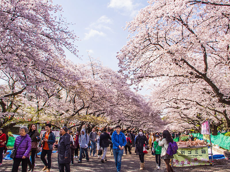 Festival Hanami des fleurs de cerisiers au Japon