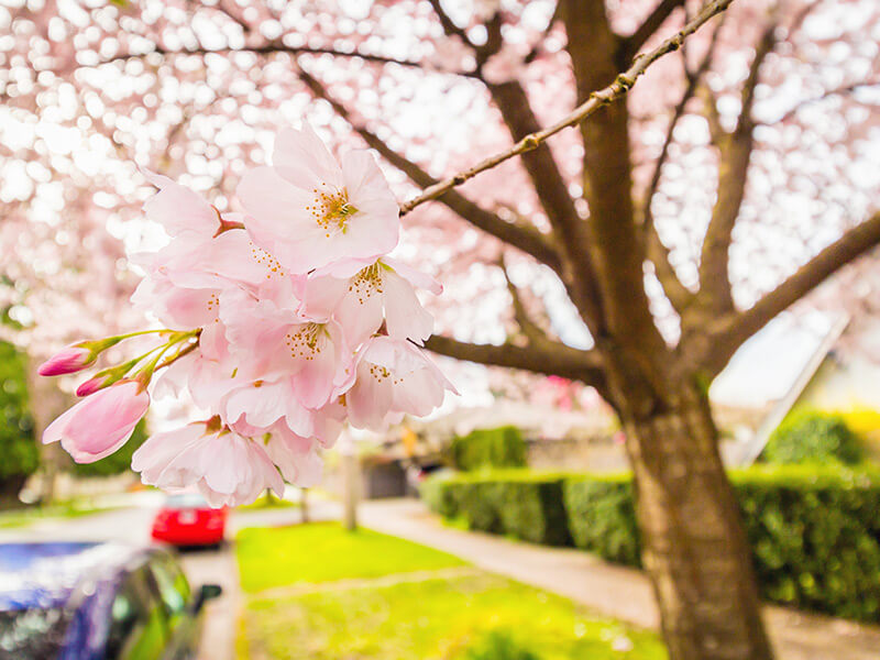 fleurs de cerisiers au printemps à vancouver