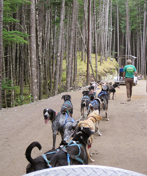 Alaskan huskies