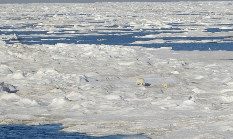 Polar bear and cub on sea ice