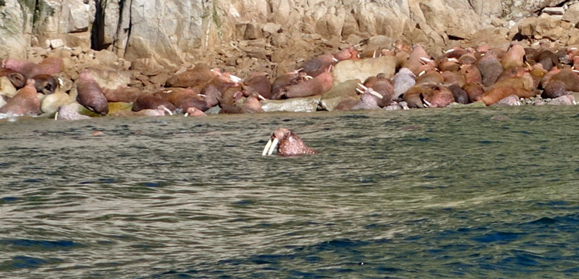 Walruses are hunted for their meat, fur, ivory tusks