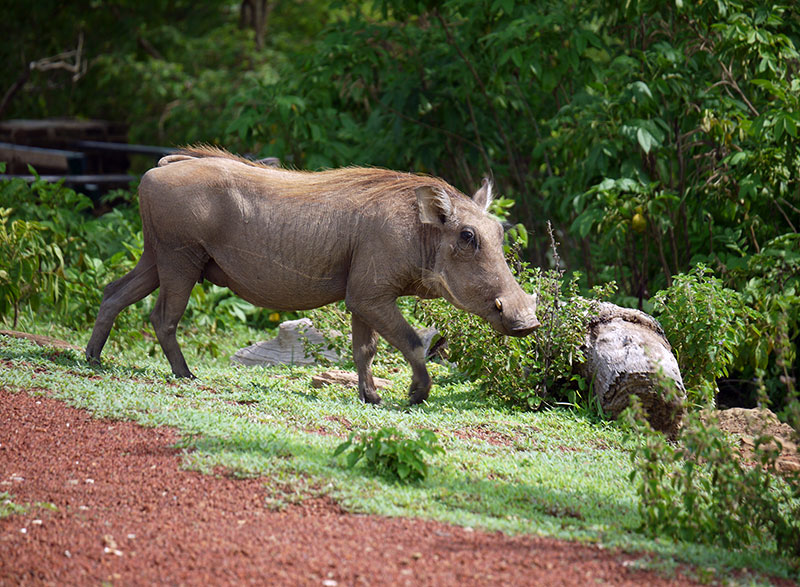 Warthog in Mole National Park, Ghana