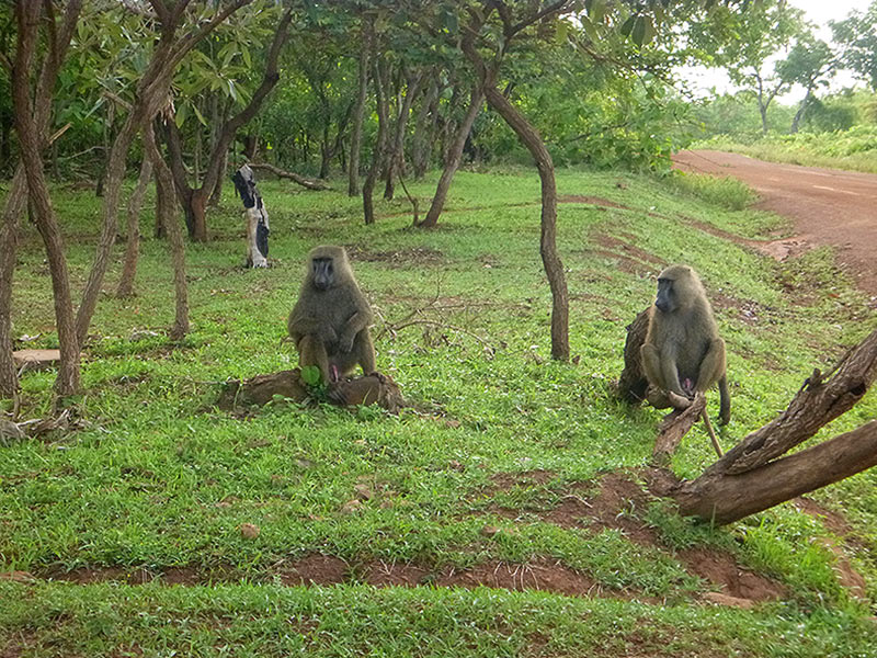 Baboons in Mole National Park, Ghana