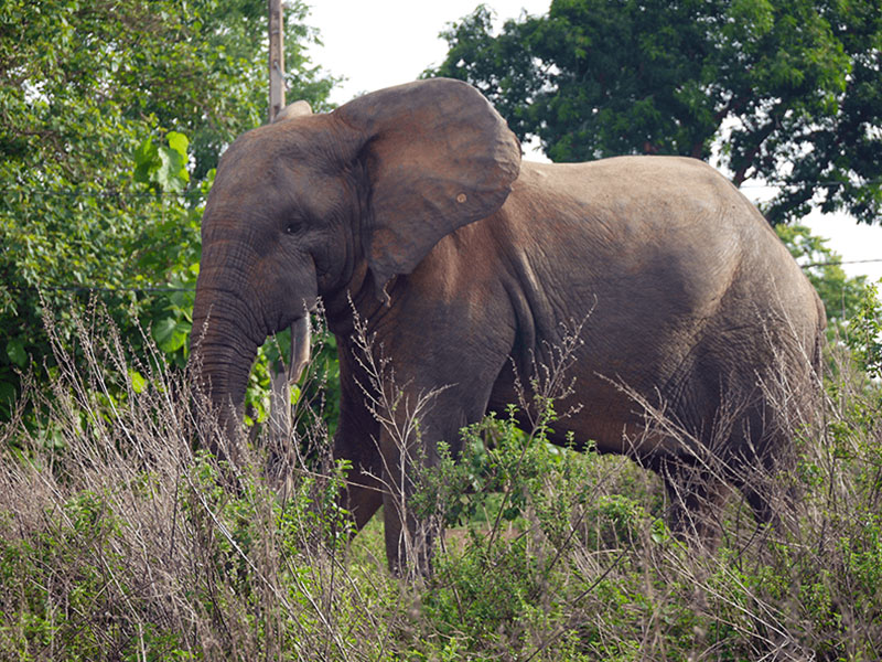 Photo of an elephant with white tusks and a long trunk standing in tall grass.