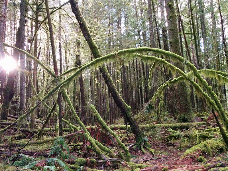 trees covered in hanging moss
