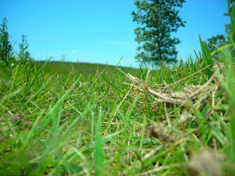 Photo of blades of grass in a Manitoba, Canada field.