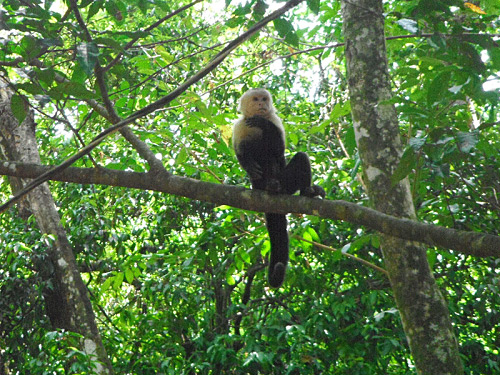 Photo of a white-faced capuchin at Manuel Antonio Park, Costa Rica