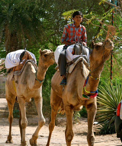 rajasthan_boyoncamel_4_800