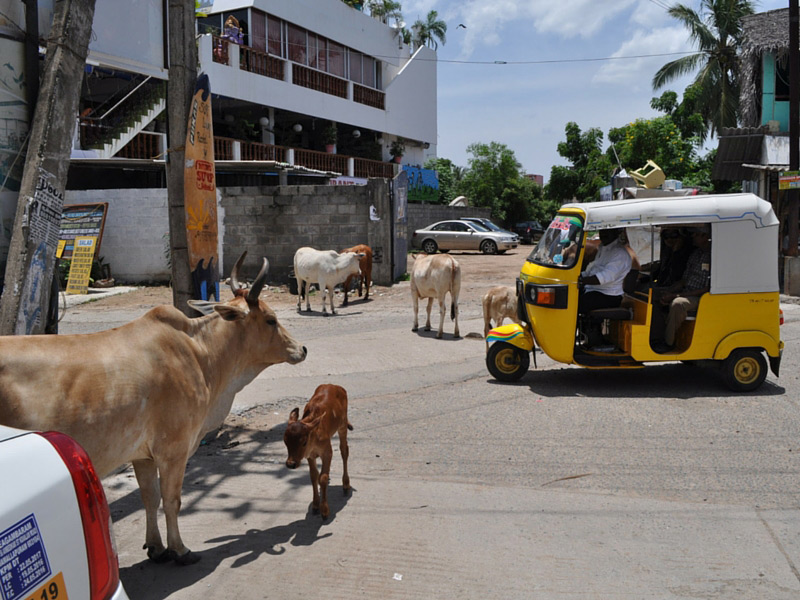 Il n’est pas rare de voir des vaches dans le milieu du chemin dans le sud de l’Inde 