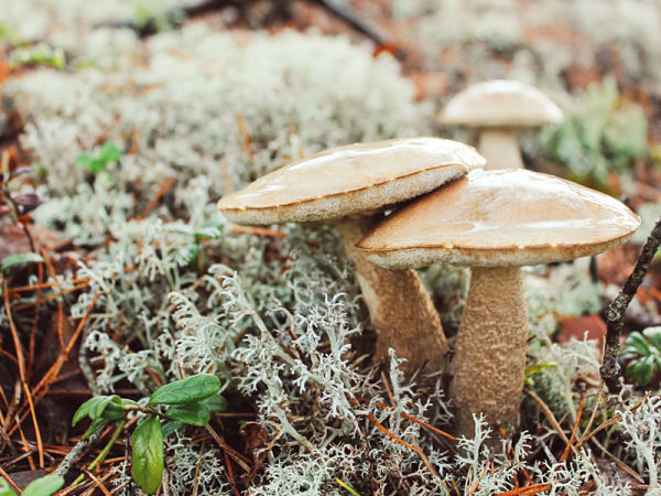 Amanita Ocreata, commonly known as Destroying Angel.