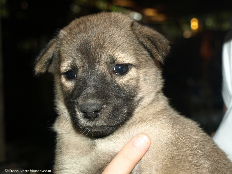 This little pup’s mother was last week’s dinner.