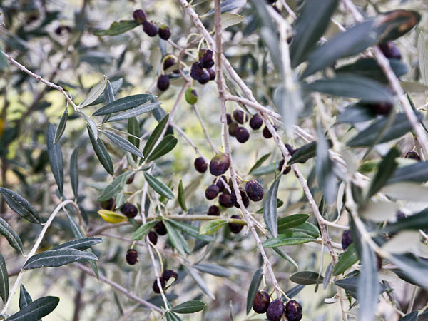 L’olive, l’huile et même la cueillette font partie des expériences à vivre en Toscane.