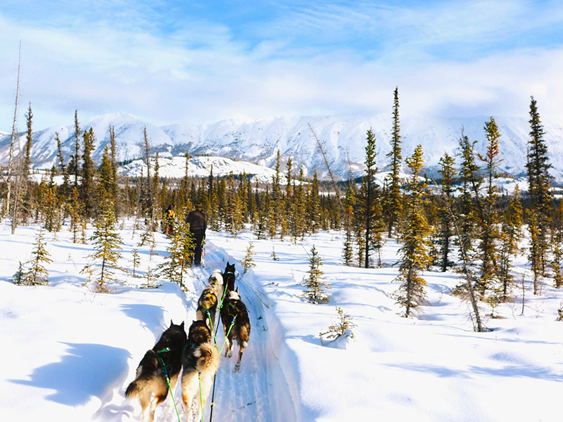 Dog-sledding is a great recreational activity to try this winter