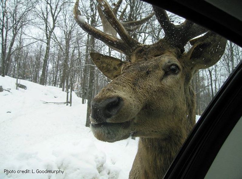 Close-up and detailed photo of head of a reindeer next to a car windshield