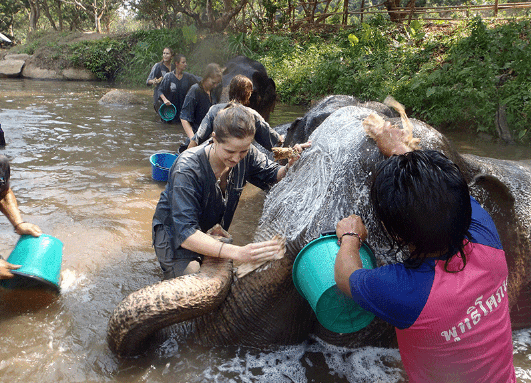 ecotourism in thailand with elephants