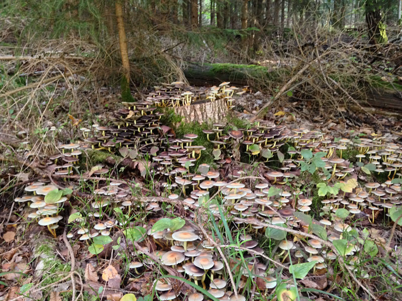 Mushrooms found on a hike in the Steigerwald Germany as part of TuGo Customer Review