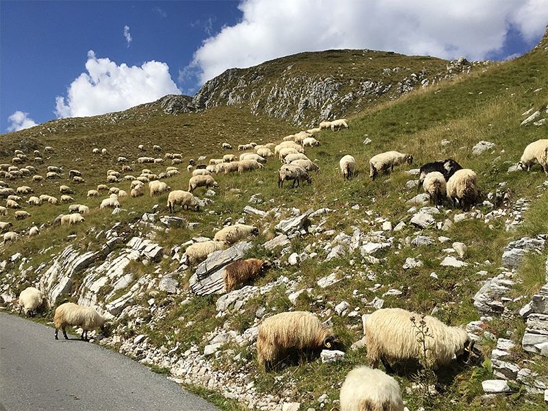 Durmitor National Park wildlife