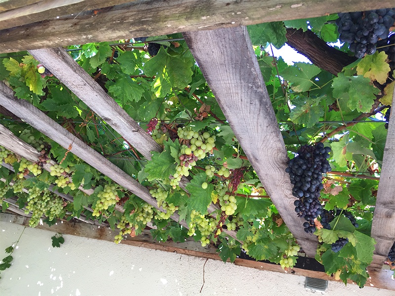 Lake Skadar wineries