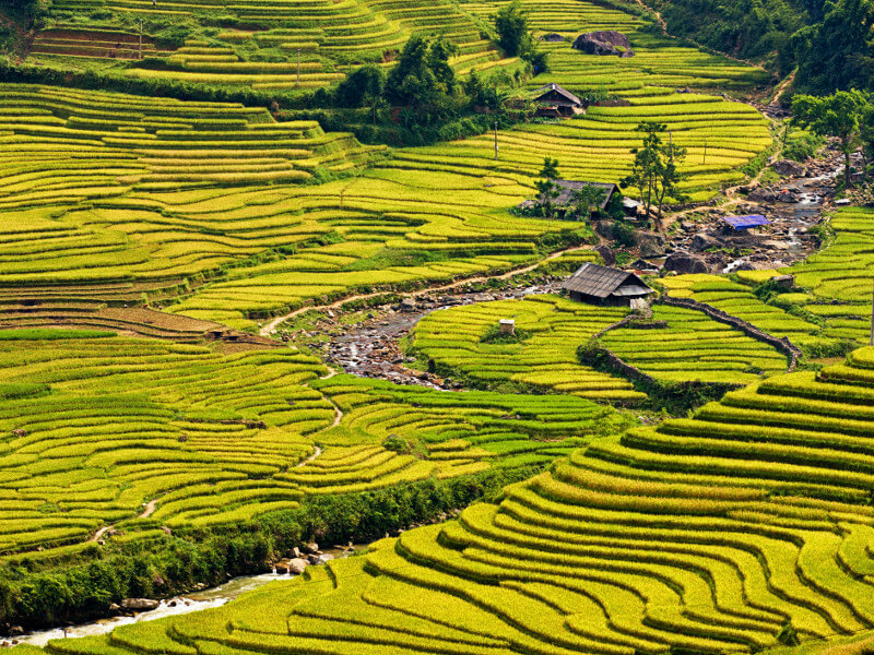 rizières en terrasses de sapa