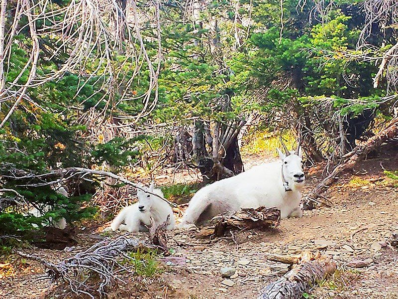 Two mountain goats resting, Montana.