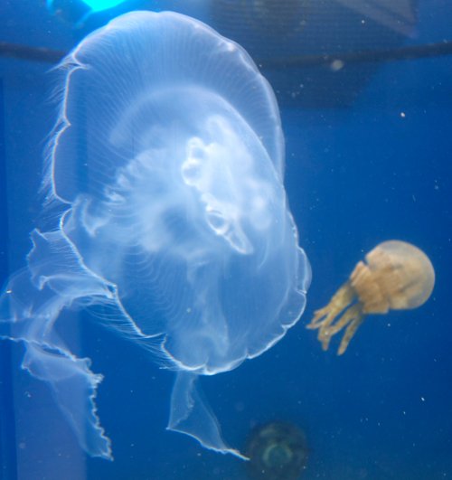 Joyful jellyfish in the Spice Islands