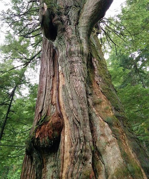 600 year old oak tree