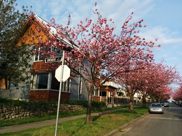 Photo of Cherry blossoms near 61st and Ontario Street in Vancouver, BC.