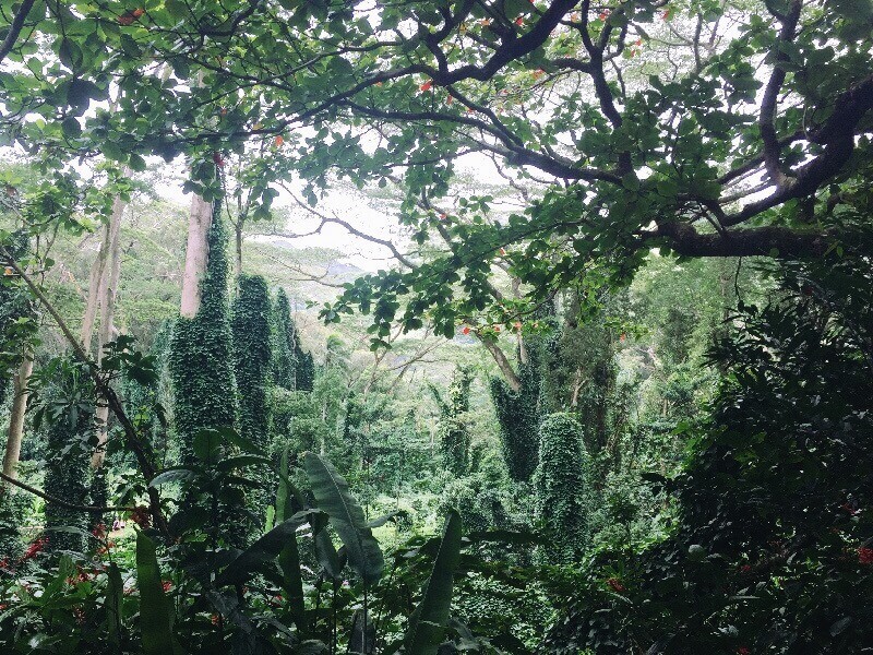 The vegetation on the way to Manoa Falls gets better and better throughout the hike.