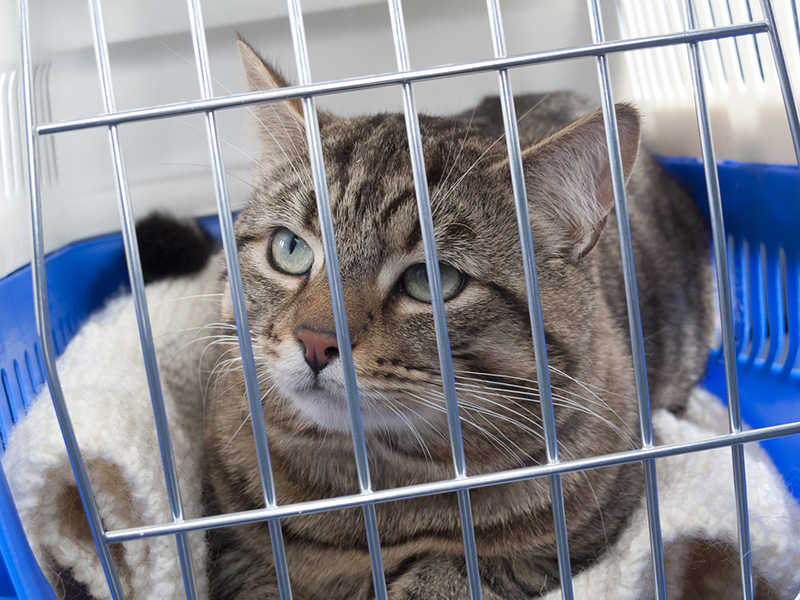 chat transporté dans une cage