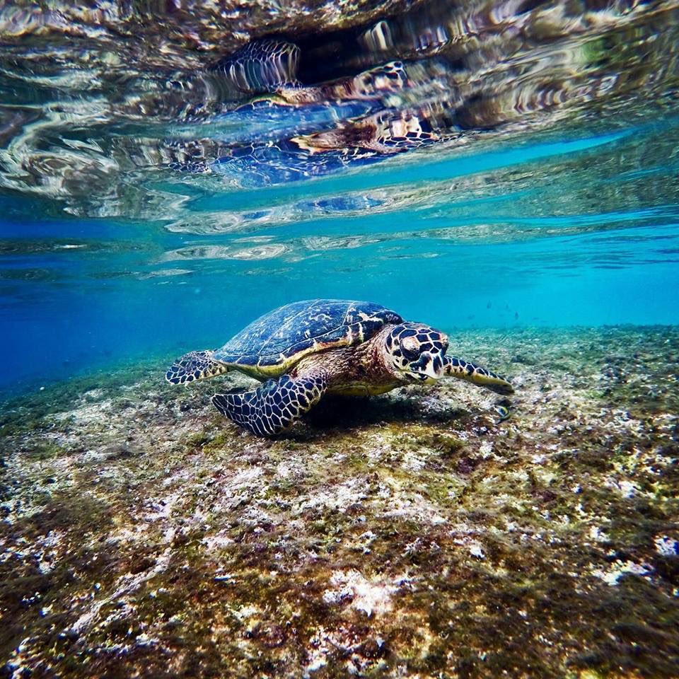 swimming turtle in Barbados 