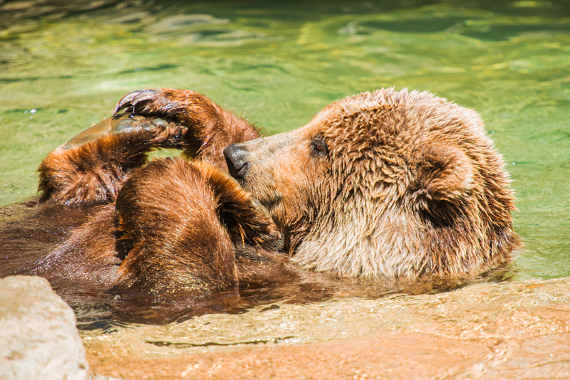Les grizzlis comptent parmi les animaux que l’on retrouve à Forestry Farm Park and Zoo à Saskatoon.