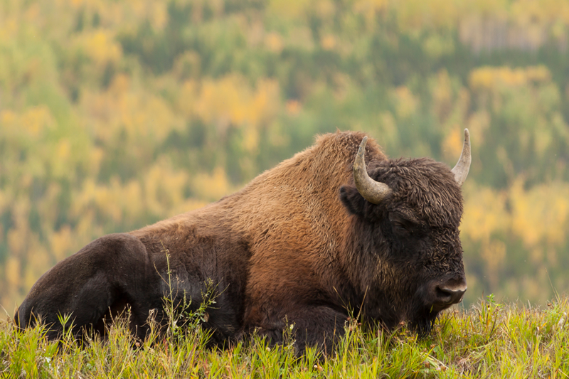 Aujourd’hui, le parc national Wood Buffalo compte la plus grande population de bisons des bois sauvages en Amérique du Nord, soit plus que le parc national de Yellowstone.